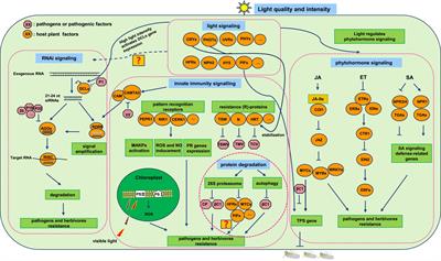 Light-Engineering Technology for Enhancing Plant Disease Resistance